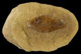 Cretaceous Fossil Leaf (Daphnophyllum) - Kansas #136455-1